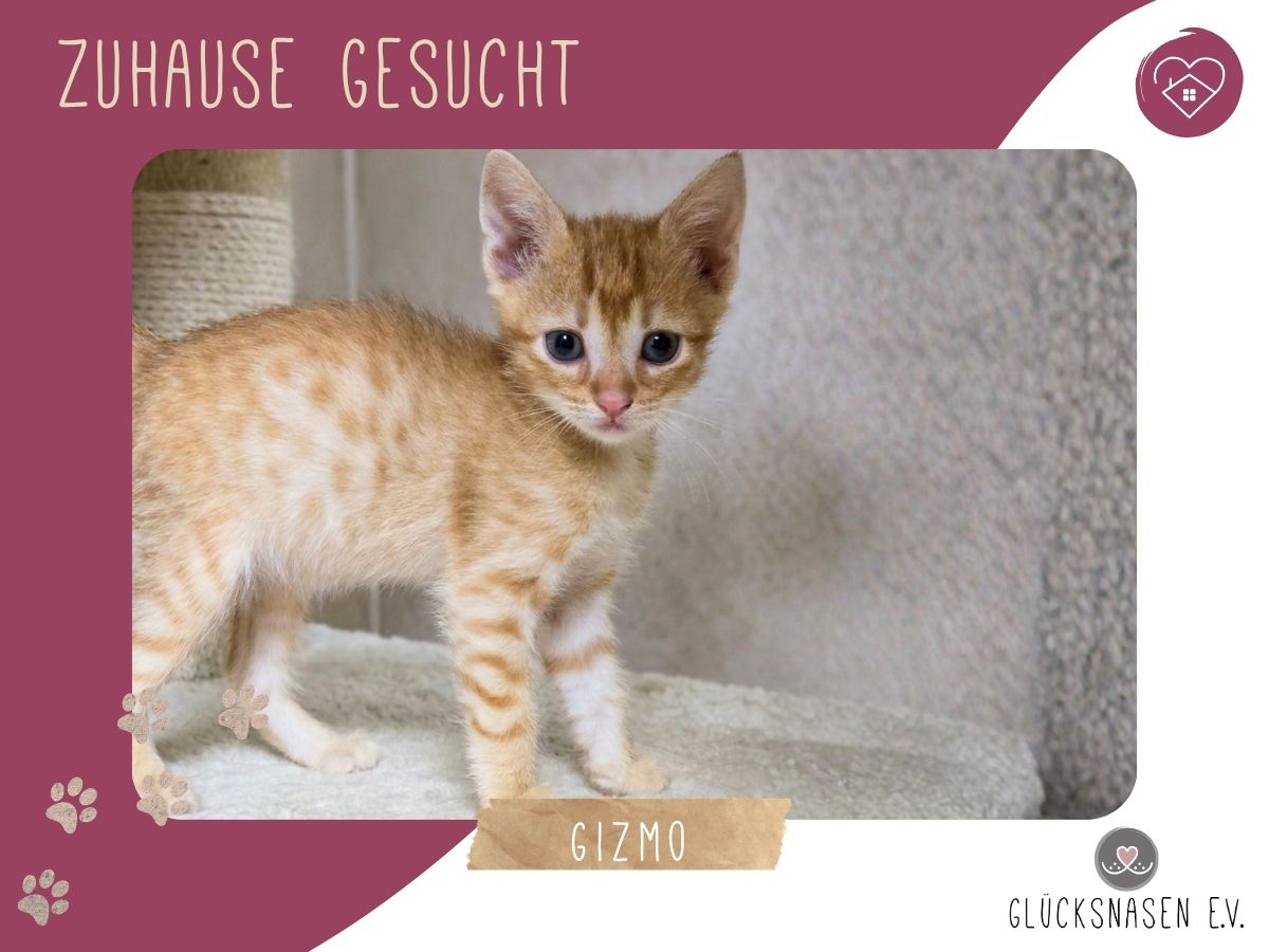Katzenjunge Gizmo kuschelt gern – Katze Europäisch Kurzhaar sucht ein Zuhause in Hessisch Oldendorf 