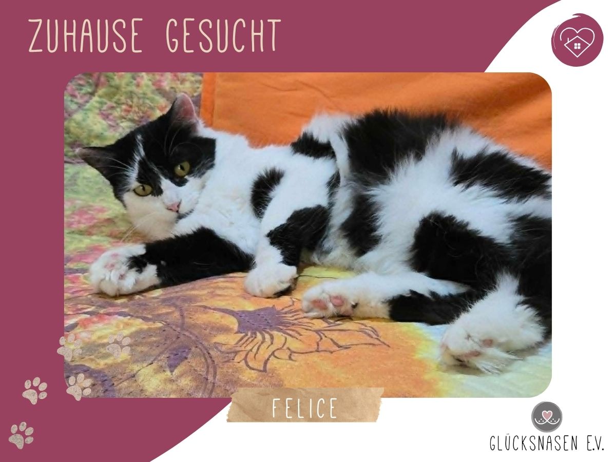 Katze Felice wartet sehnsüchtig auf Post – Katze Europäisch Kurzhaar sucht ein Zuhause in Hessisch Oldendorf 