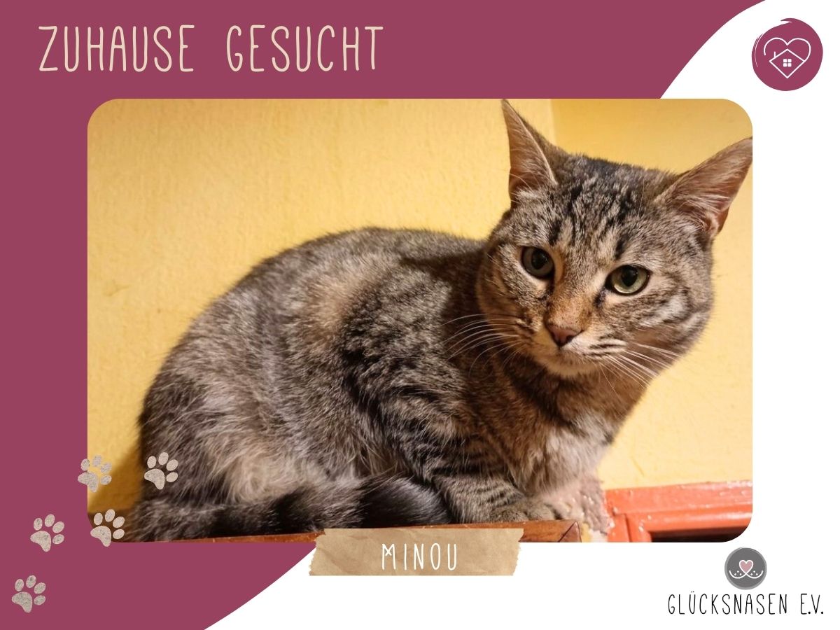 Katze Minou sucht dringend ihre eigenen Menschen – Katze Europäisch Kurzhaar sucht ein Zuhause in Hessisch Oldendorf 