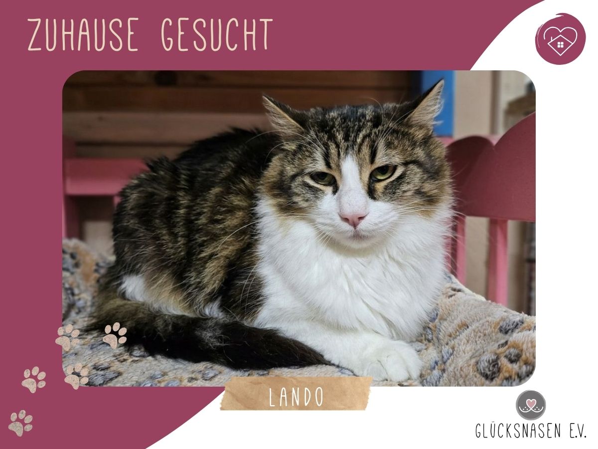 Kater Lando sucht sein sicheres Körbchen – Katze Europäisch Kurzhaar sucht ein Zuhause in Hessisch Oldendorf 