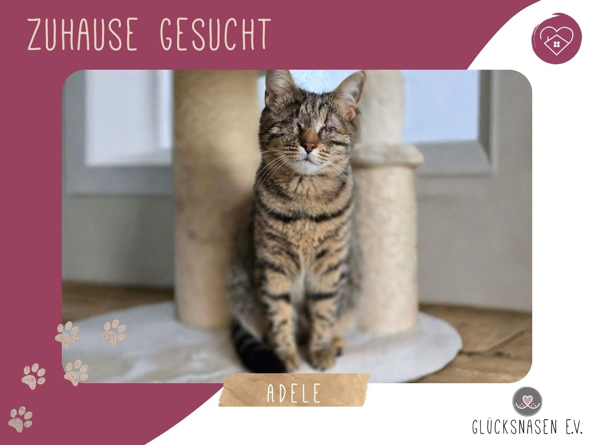 Kätzchen Adele ist neugierig auf Dich – Katze Europäisch Kurzhaar sucht ein Zuhause in Hessisch Oldendorf 