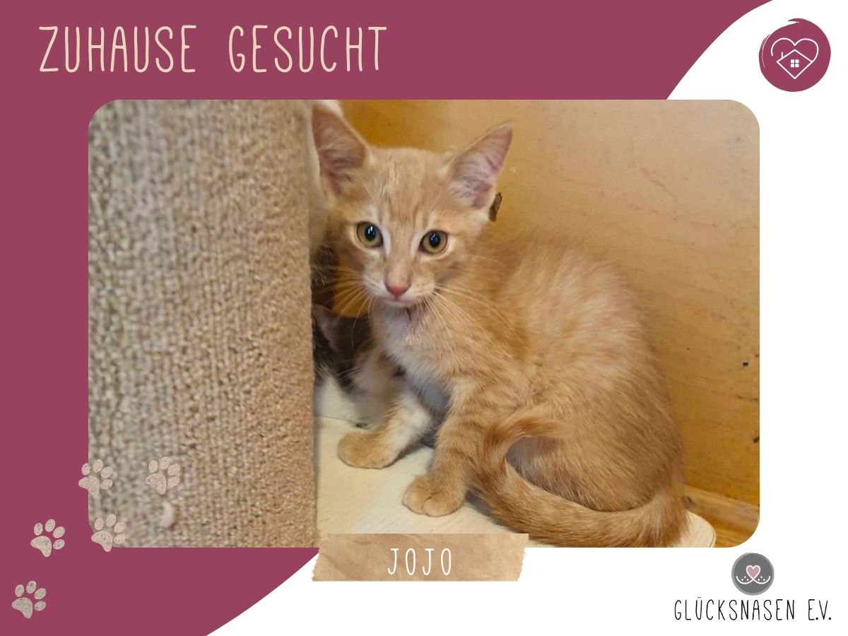 Katerchen Jojo möchte Deine Welt erobern – Katze Europäisch Kurzhaar sucht ein Zuhause in Hessisch Oldendorf 