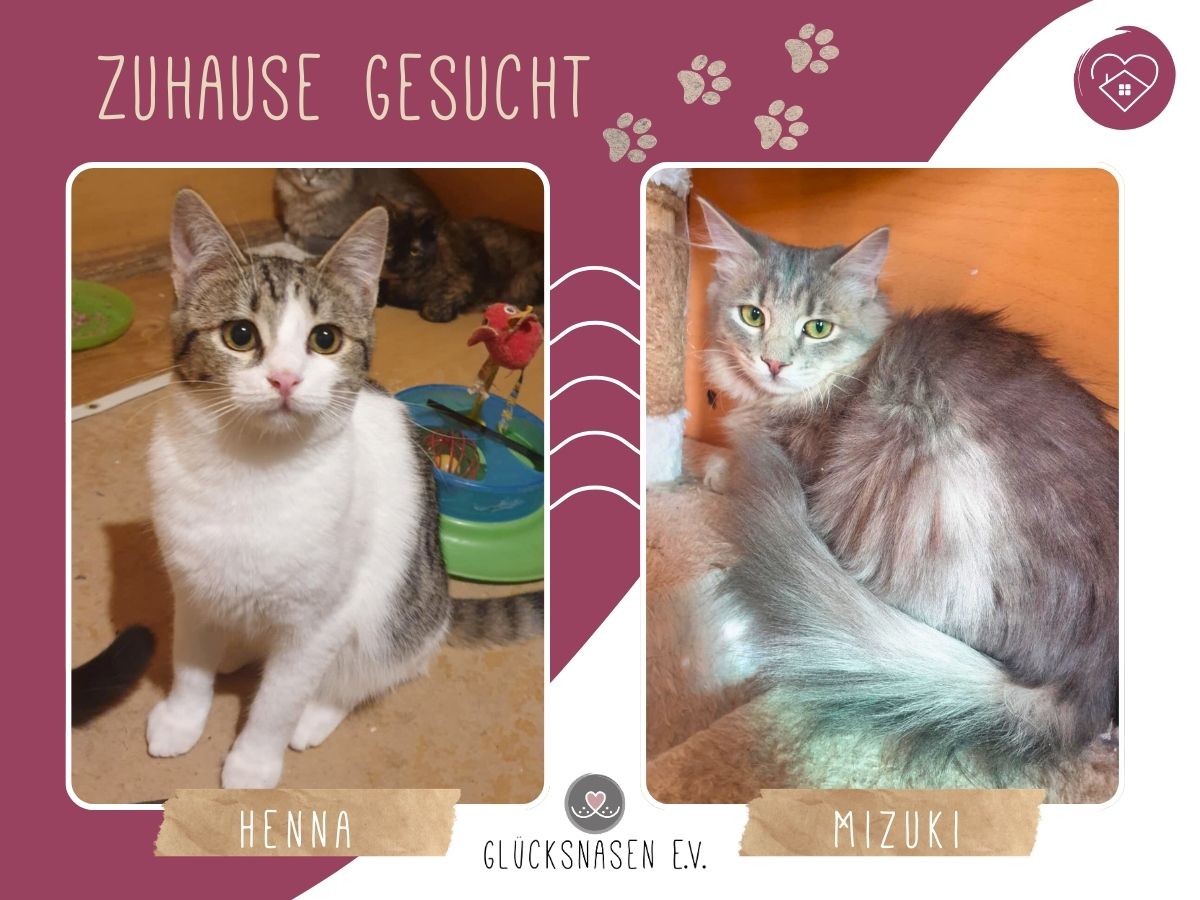 Kätzchen Henna und Mizuki möchten reisen – Katze Europäisch Kurzhaar sucht ein Zuhause in Hessisch Oldendorf 