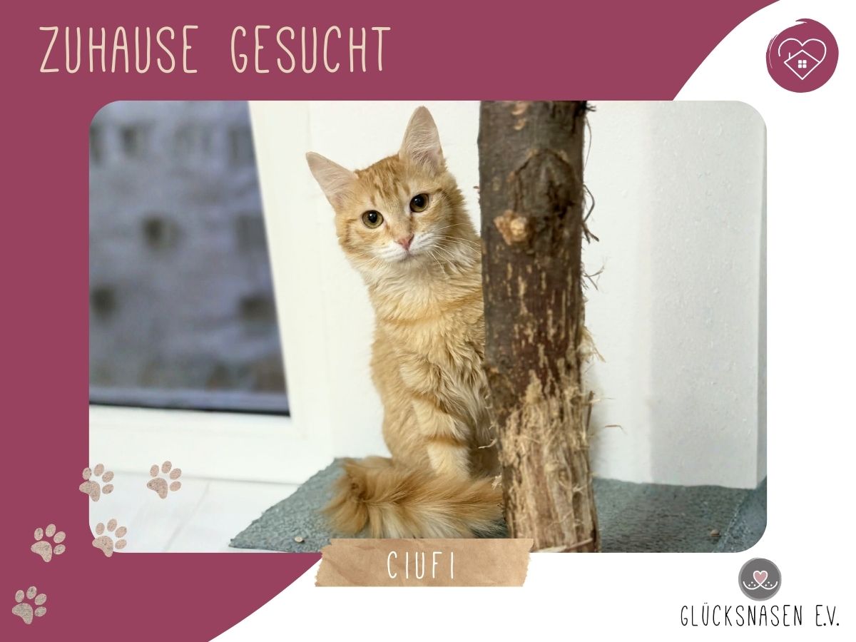 Kätzchen Ciufi möchte Deine Welt erobern – Katze Europäisch Kurzhaar sucht ein Zuhause in Hessisch Oldendorf 