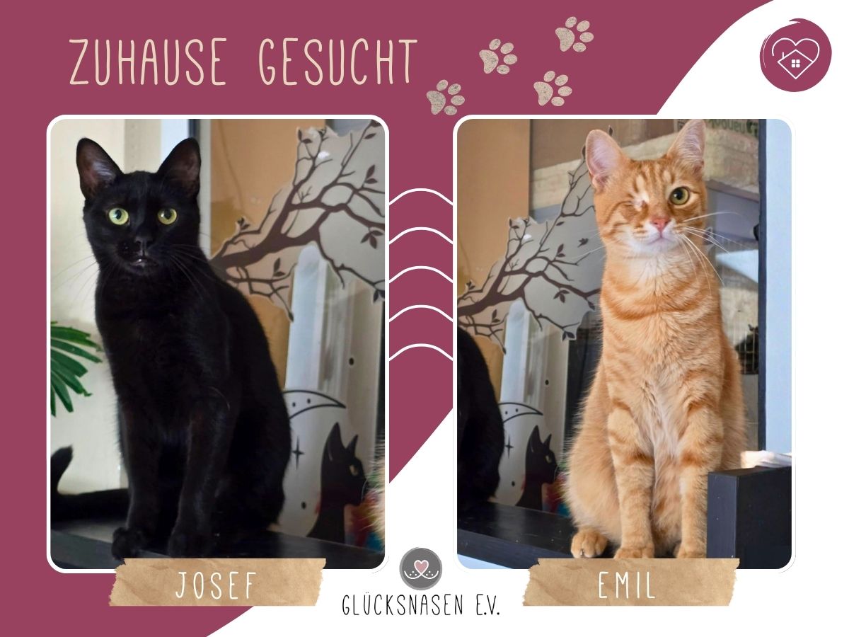 Kater Josef und Emil wollte Deine Welt erobern – Katze Europäisch Kurzhaar sucht ein Zuhause in Hessisch Oldendorf 