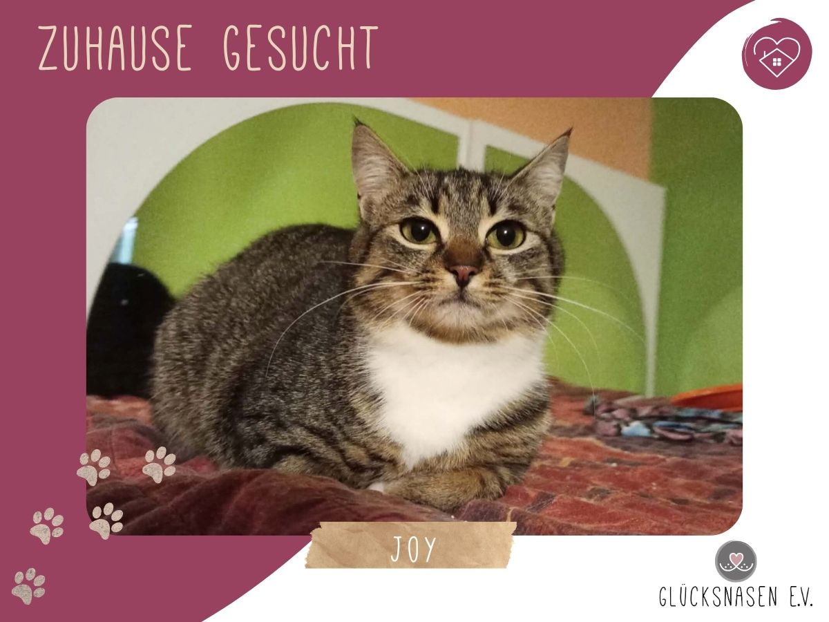 Katze Joy sucht ihre lieben Menschen – Katze Europäisch Kurzhaar sucht ein Zuhause in Hessisch Oldendorf 