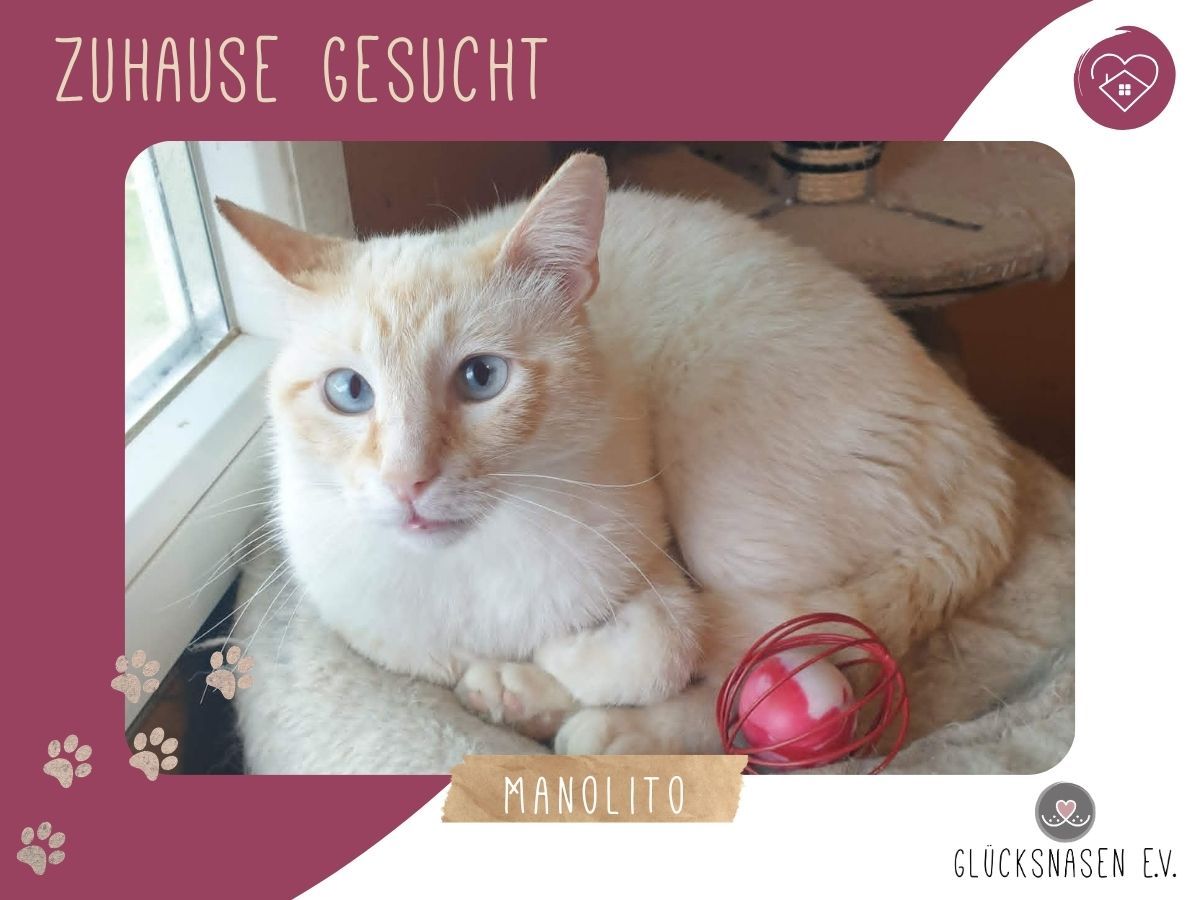 Kater Manolito wartet auf seine Dosis – Katze Europäisch Kurzhaar sucht ein Zuhause in Hessisch Oldendorf 