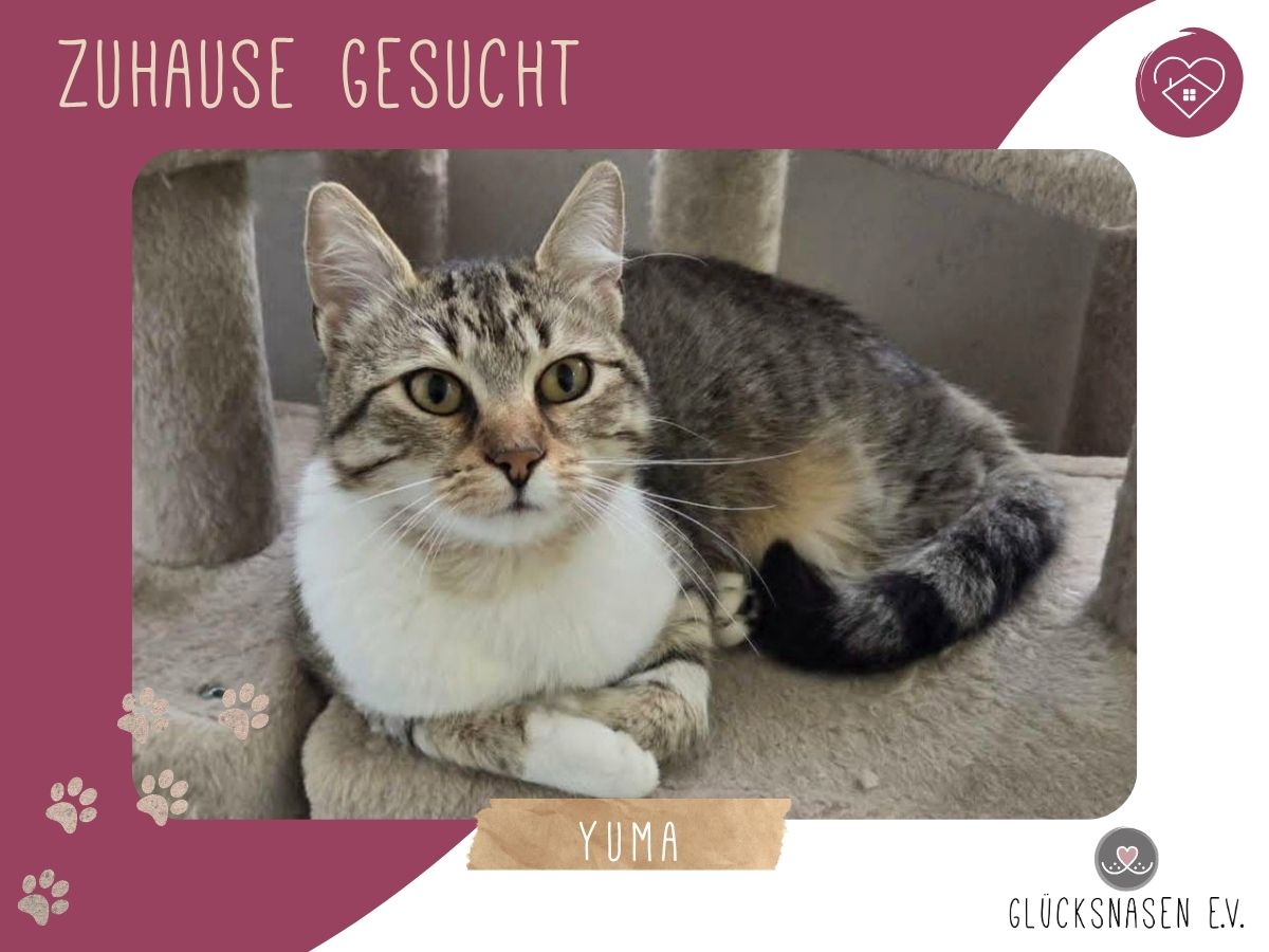 Kätzchen Yuma träumt von ihrem Zuhause – Katze Europäisch Kurzhaar sucht ein Zuhause in Hessisch Oldendorf 