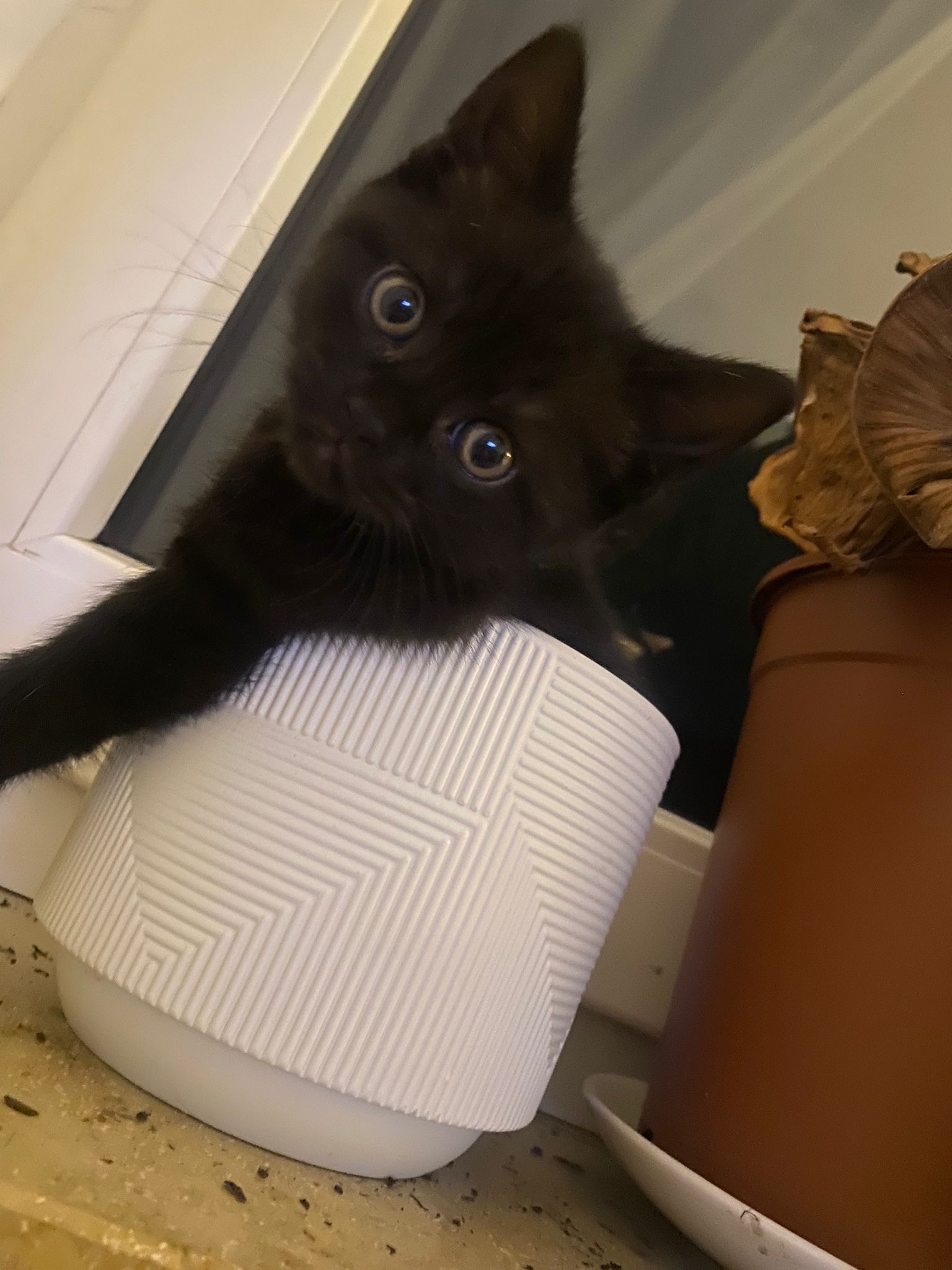 Katzenmama und Baby suchen neues Zuhause  – Katze Hauskatze (Mischling) sucht ein Zuhause in Nürnberg 