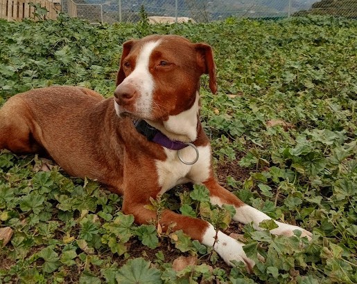 BELLA sucht ihre Familie! – Hund Mischling sucht ein Zuhause in Grevenbroich