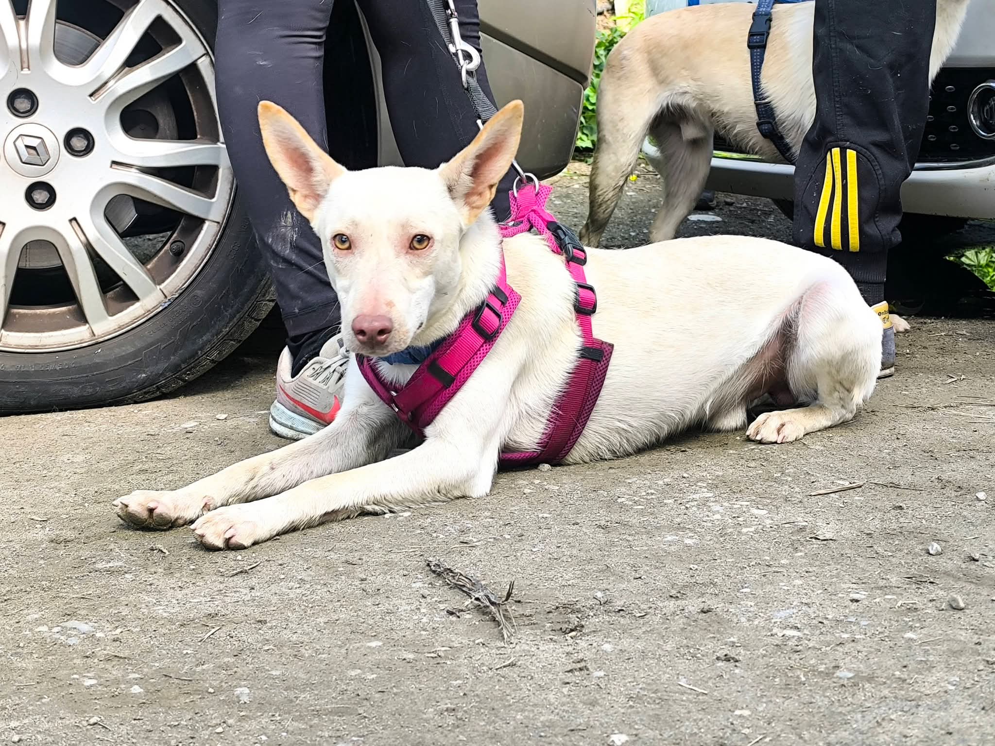 Wundervoller NELSON sucht Herzensmensch – Hund Mischling sucht ein Zuhause in Grevenbroich