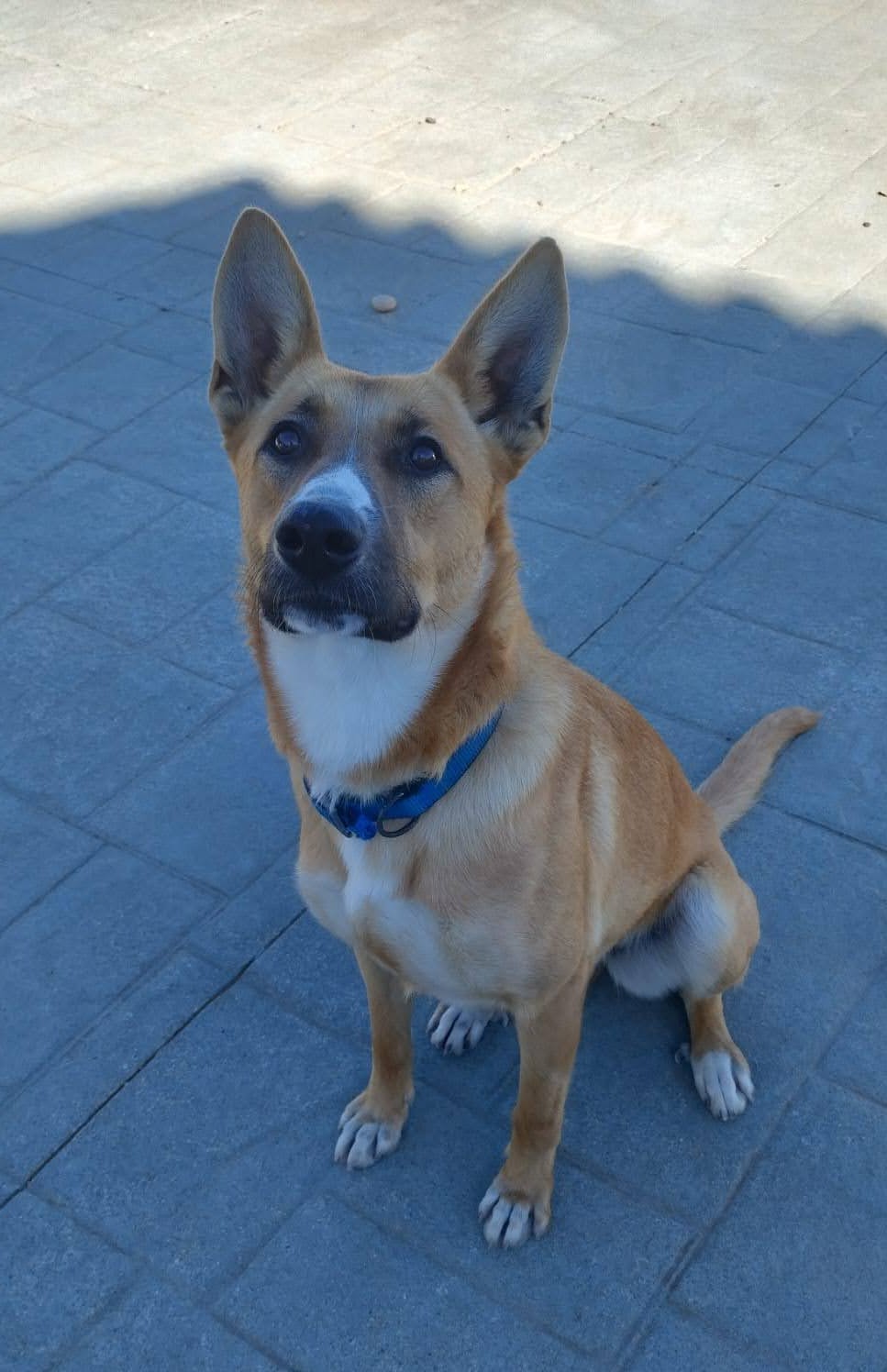 JASMINE sucht Partner zum Pferde stehlen – Hund Mischling sucht ein Zuhause in Grevenbroich