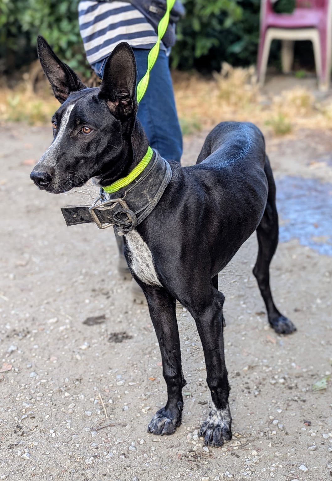 MARLON ist dein Freund fürs Leben – Hund Mischling sucht ein Zuhause in Grevenbroich