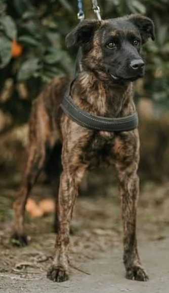 LEXI möchte eine 2. Chance – Hund Mischling sucht ein Zuhause in Grevenbroich