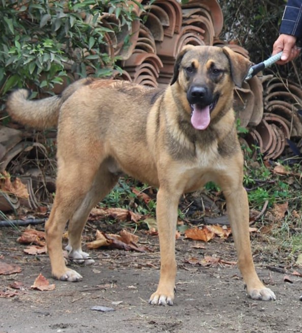 Goldstück RALPH wartet auf dich – Hund Mischling sucht ein Zuhause in Grevenbroich