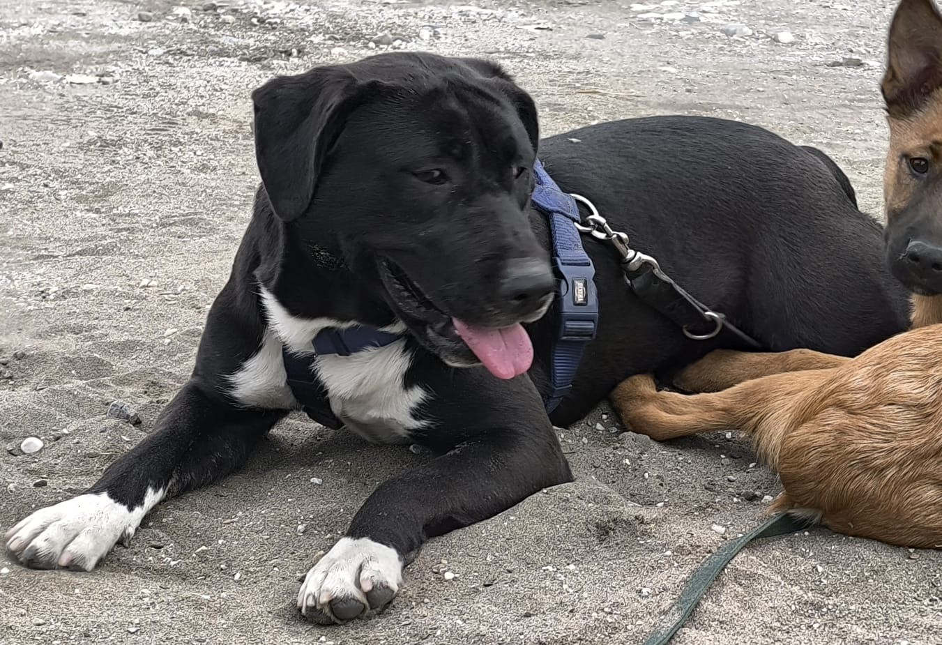 CLEOPATRA - die schwarze Schönheit mit den weißen Pfoten – Hund Mischling sucht ein Zuhause in Grevenbroich