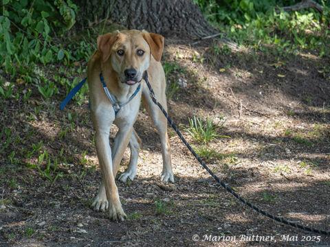 Chico Schäferhund Labrador Mischling – Hund Mischling sucht ein Zuhause in Egelsbach