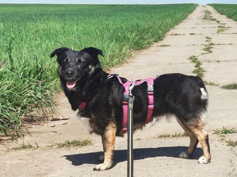 Phoebe Dackel Mischling – Hund Dackel sucht ein Zuhause in Florstadt