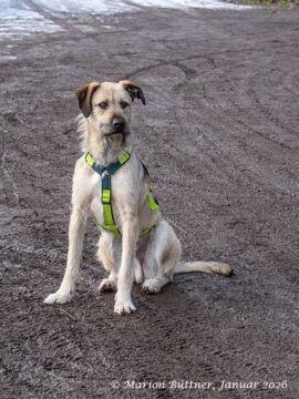 Tano Terrier Mischling – Hund Terrier-Mix sucht ein Zuhause in Egelsbach