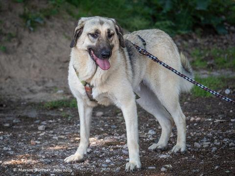Chepi Schäferhund Mix – Hund Schäferhund-Mix sucht ein Zuhause in Egelsbach