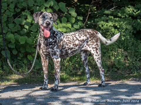 Nemo Dalmatiner Mischling – Hund Dalmatiner sucht ein Zuhause in Egelsbach