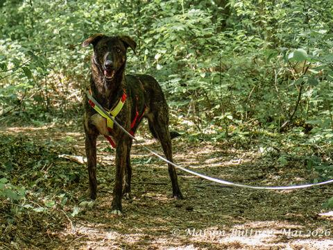 Loki Terrier Mischling – Hund Terrier-Mix sucht ein Zuhause in Egelsbach