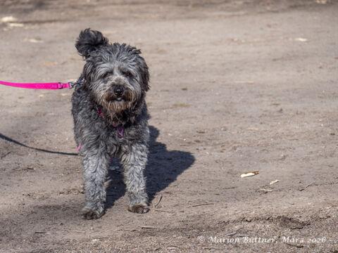 Maya Terrier Mischling – Hund Terrier-Mix sucht ein Zuhause in Egelsbach