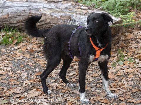 Carlo Schäferhund Mischling – Hund Schäferhund-Mix sucht ein Zuhause in Egelsbach