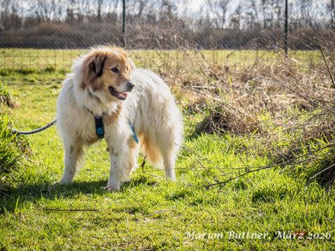 Kaiser Schäferhund Collie Mischling – Hund Mischling sucht ein Zuhause in Egelsbach