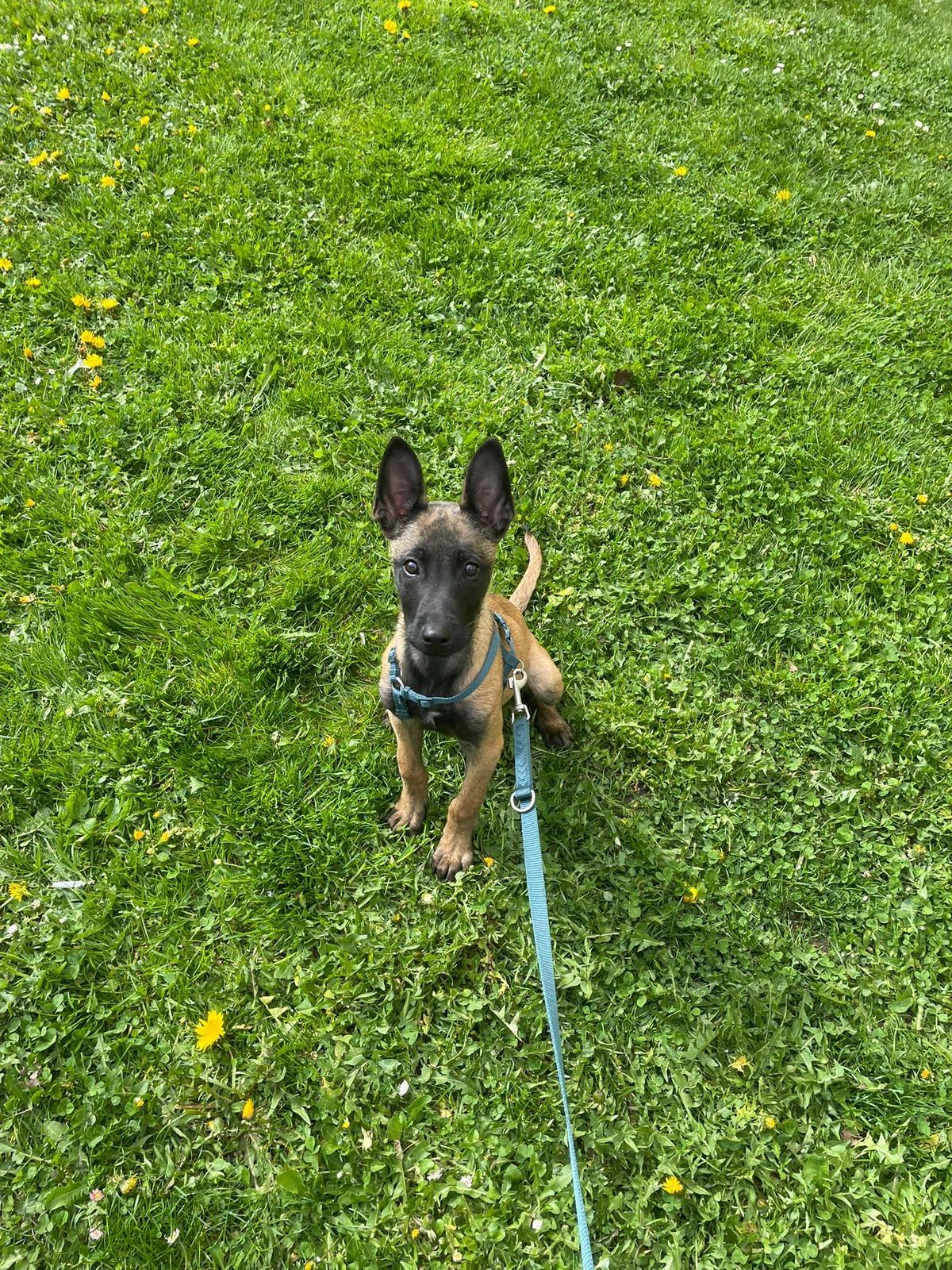 jungen Belgian Malinois  – Hund Malinois sucht ein Zuhause in Bielefeld