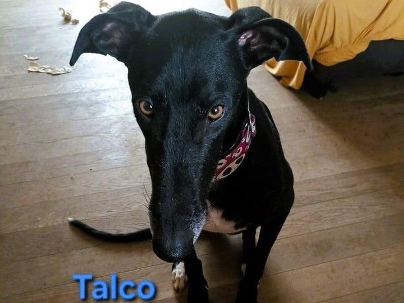 Talco geb. 06/2024 (in Deutschland) - wunderschöner, liebenswerter junger Galgo! – Hund Galgo Español sucht ein Zuhause in Langenlonsheim