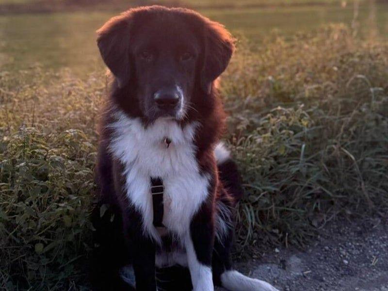 Barney2 geb. 02/2025 (in Deutschland) - loyaler, wundervoller Herdenschutzhund sucht Rassekenner – Hund Sonstige Rasse sucht ein Zuhause in Sankt Alban
