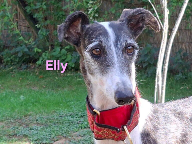 Elly geb. 07/2020 in Deutschland auf Pflegestelle. Liebevolle, verspielte Galga sucht ihre Menschen! – Hund Galgo Español sucht ein Zuhause in Sankt Alban