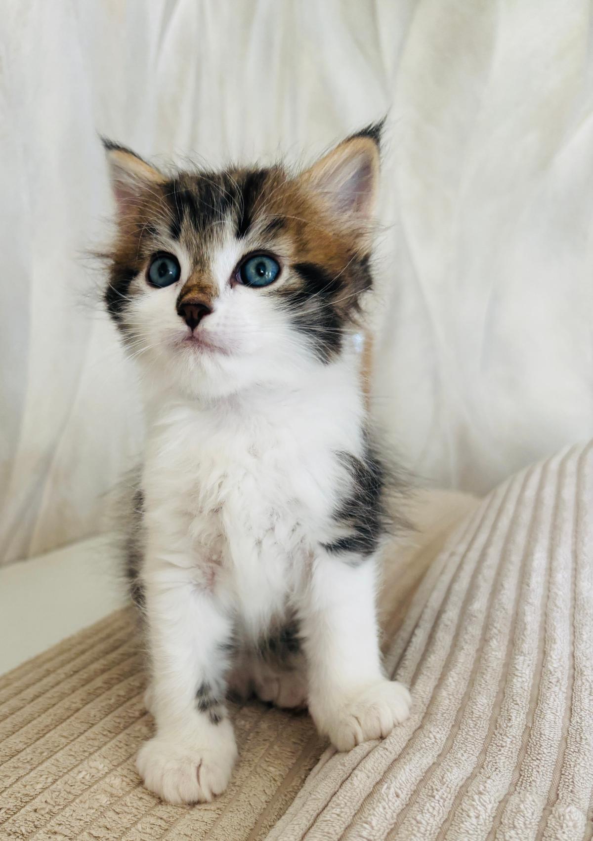 Sibirische Katze / Kater sucht ein Zuhause – Katze sucht ein Zuhause in Nastätten