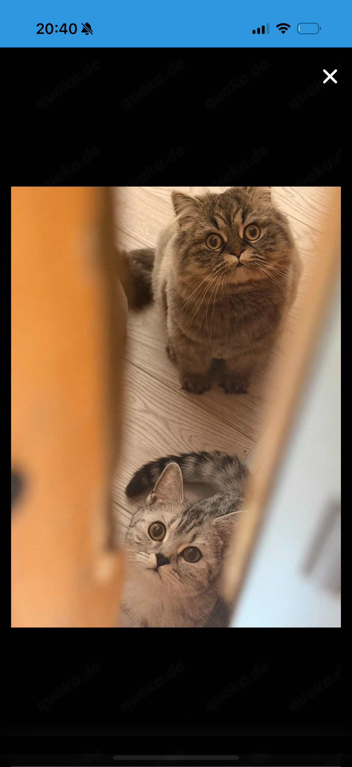 Zwei liebe Britisch-Katzen suchen ein neues Zuhause – Katze Britisch Kurzhaar sucht ein Zuhause in Eutingen im Gäu
