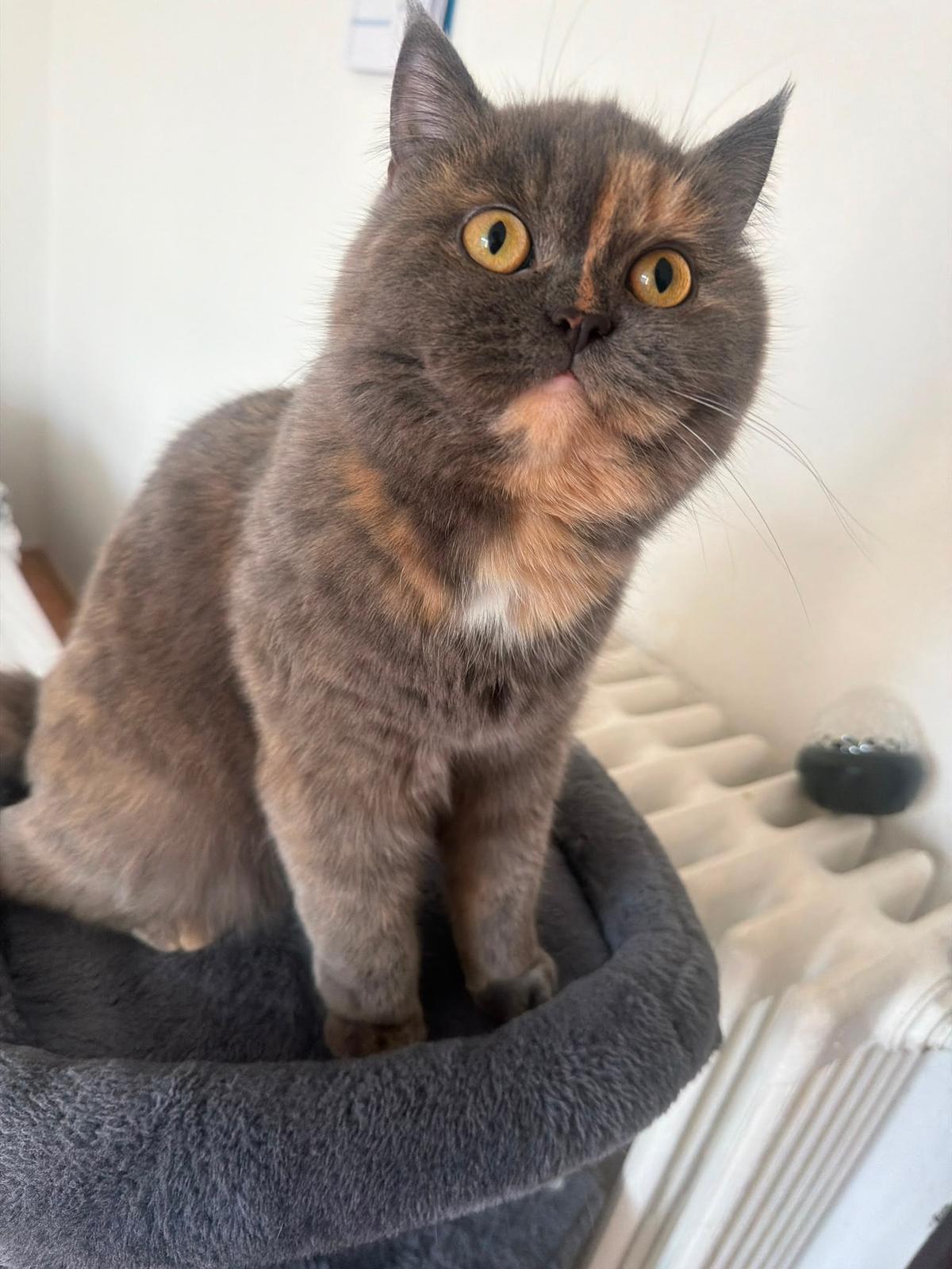Britisch Kurzhaar – Katze Britisch Kurzhaar sucht ein Zuhause in Holzminden