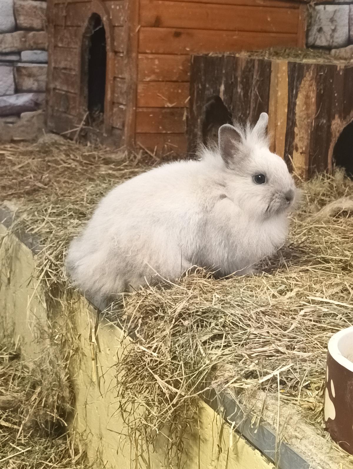 Tano, Weibchen, Löwenköpfchen – Kleintier Kaninchen sucht ein Zuhause in Falkensee
