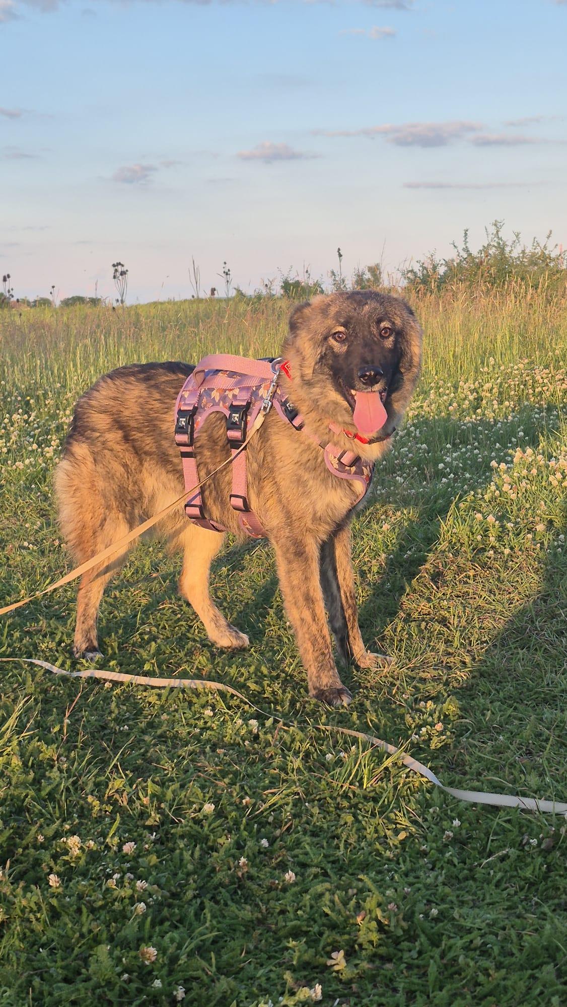 Caramello sucht ein liebevolles zu Hause – Hund Mischling sucht ein Zuhause in Fließem