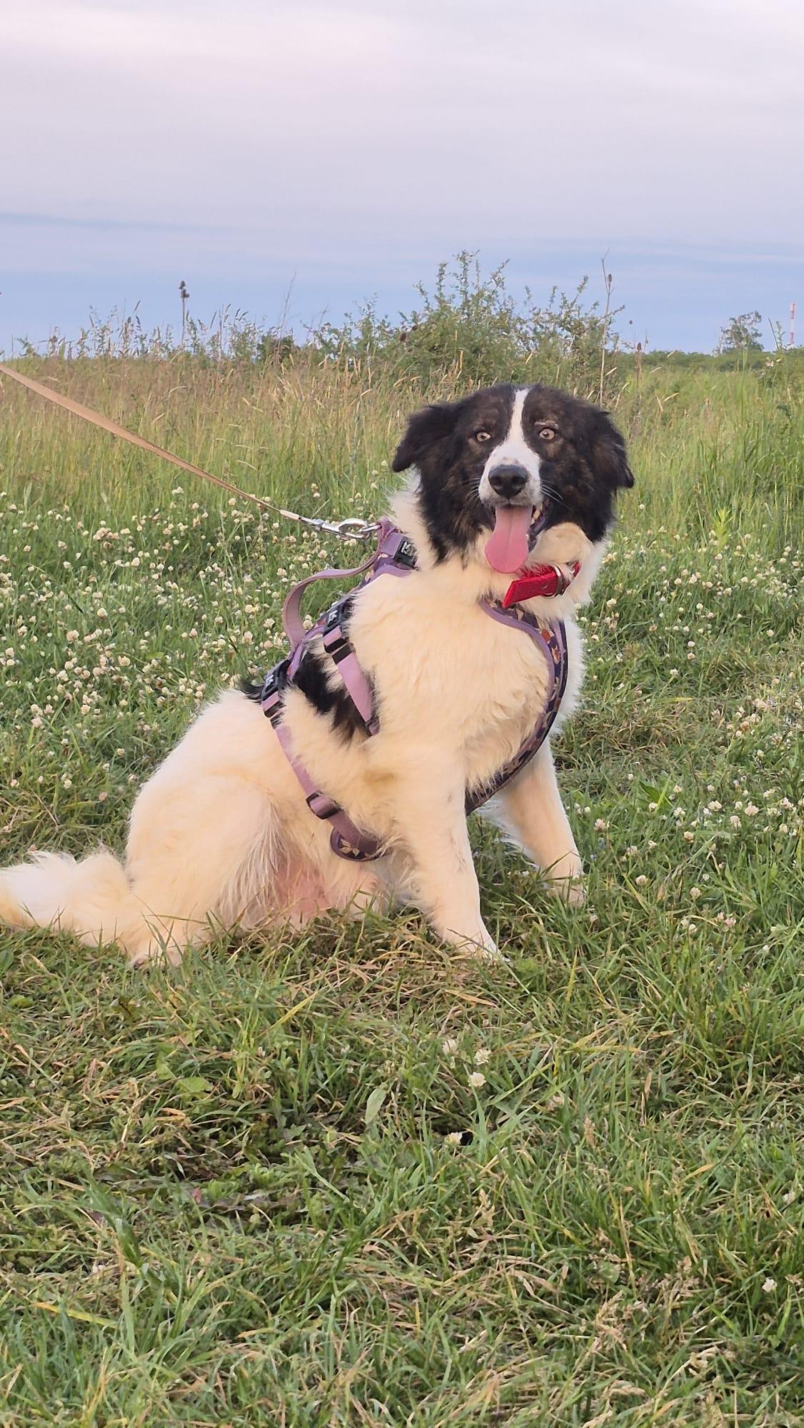 Lucky sucht sein Glück  – Hund Mischling sucht ein Zuhause in Fließem