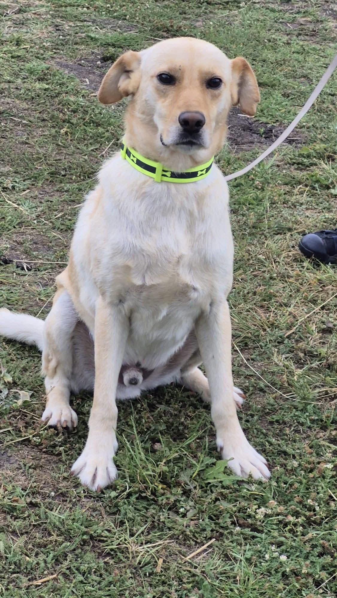 Bruno Labrador sucht sein Zuhause  – Hund Mischling sucht ein Zuhause in Fließem
