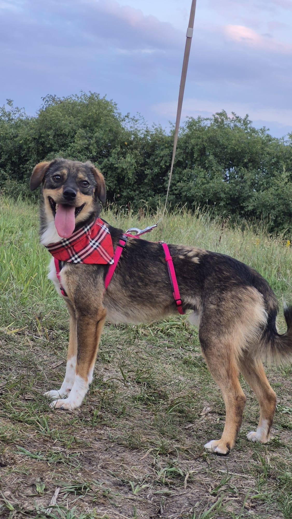 Stupsi sucht sein Zuhause  – Hund Mischling sucht ein Zuhause in Fließem