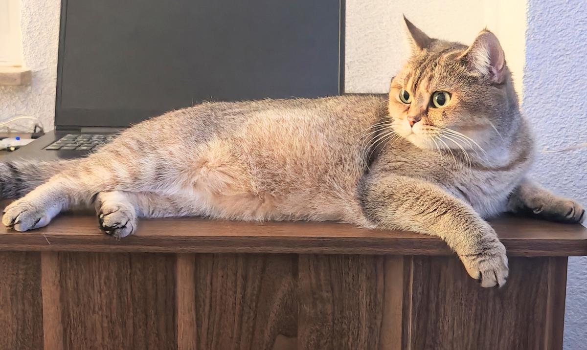 Bkh reinrassige Katze – Katze sucht ein Zuhause in Unterensingen