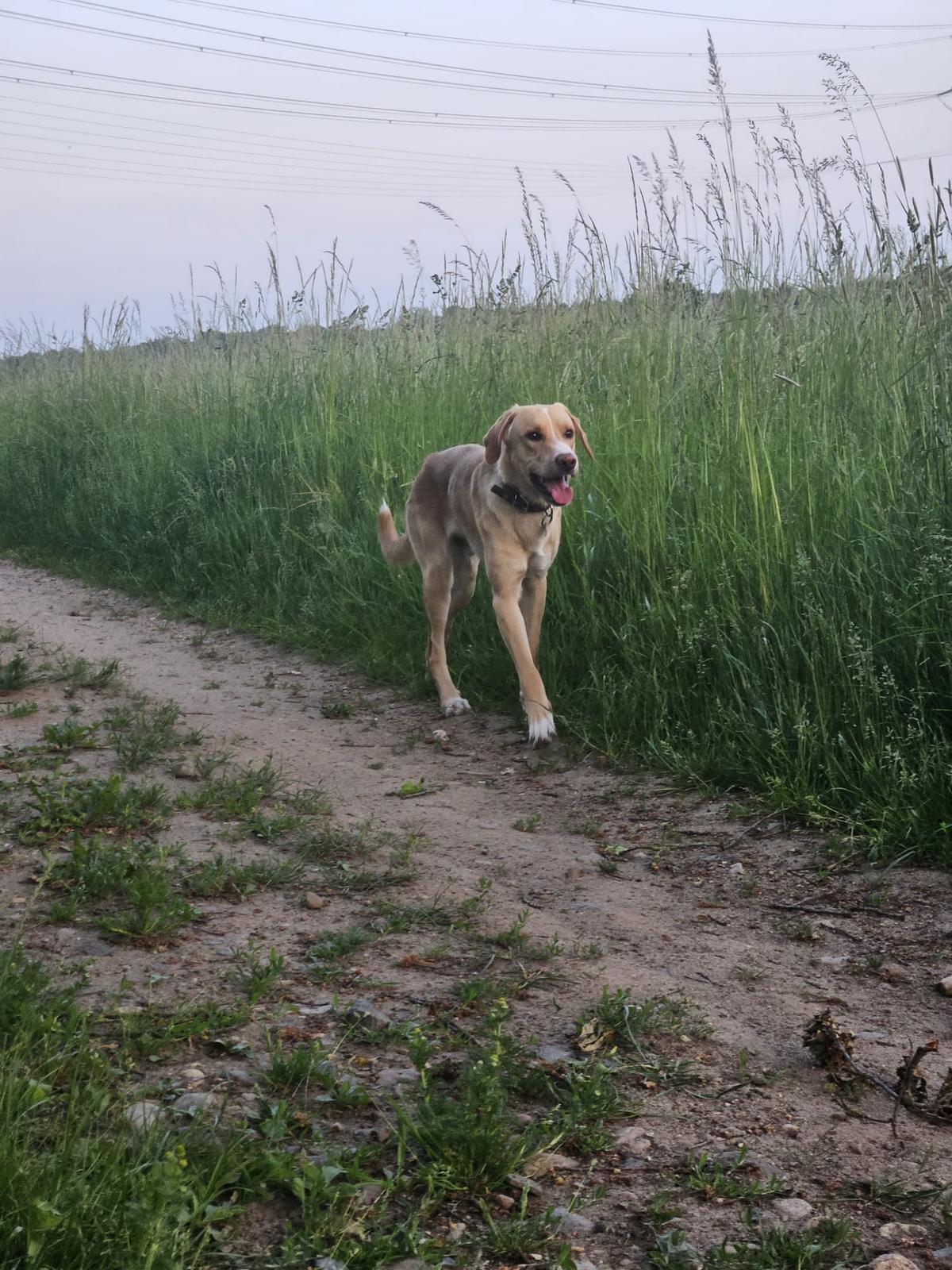 🐾 Malte sucht dringend ein neues Zuhause 🐾 – Hund Mischling sucht ein Zuhause in Gülzow