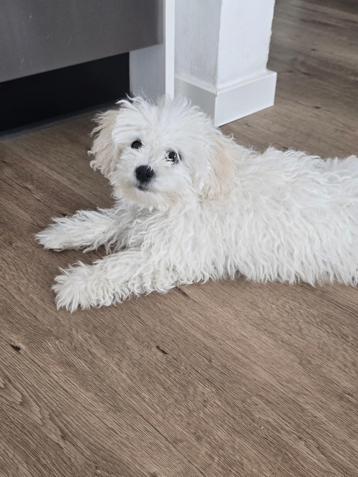 Hündin Bora – Hund Bichon Frisé sucht ein Zuhause in Bremen