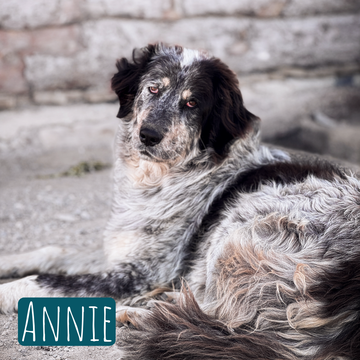 Annie – Hund Mischling sucht ein Zuhause in Italien