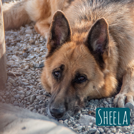 Sheela – Hund Mischling sucht ein Zuhause in Italien