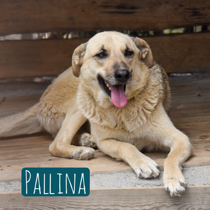 Pallina – Hund Mischling sucht ein Zuhause in Italien