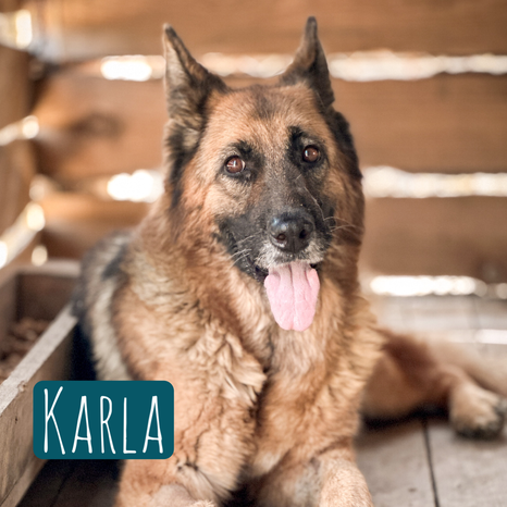 Karla – Hund Deutscher Schäferhund sucht ein Zuhause in Italien