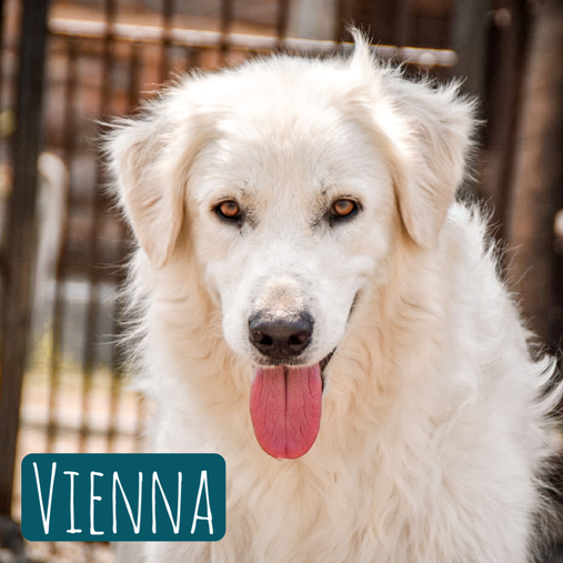 Vienna – Hund Maremmano-Mix sucht ein Zuhause in Italien