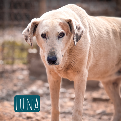 Luna Mischling – Hund Mischling sucht ein Zuhause in Italien